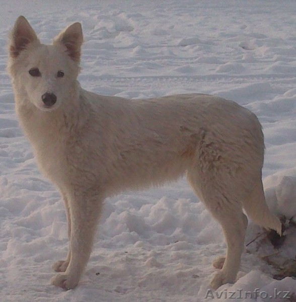 Отдам щенков дворняжки в хорошие руки - Изображение #1, Объявление #787652