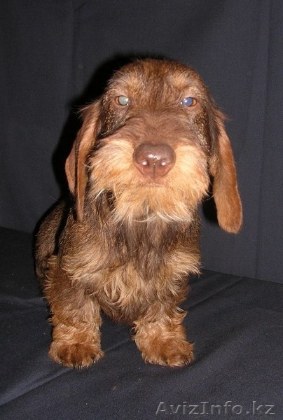 щенки таксы с родословной из питомника - Изображение #2, Объявление #827148