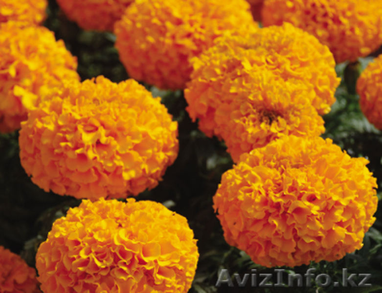 Рассада цветов и овощей - Изображение #2, Объявление #849973