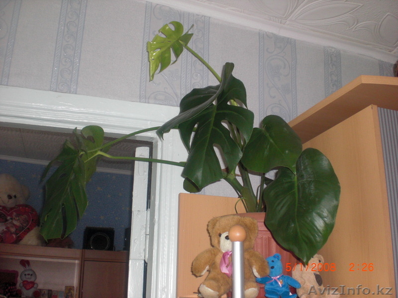 продам различные цветы - Изображение #2, Объявление #895139