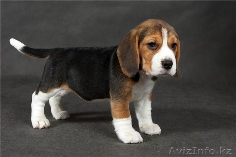 КУПЛЮ СРОЧНО ЩЕНКА ПОРОДЫ БИГЛЬ - Изображение #3, Объявление #918330