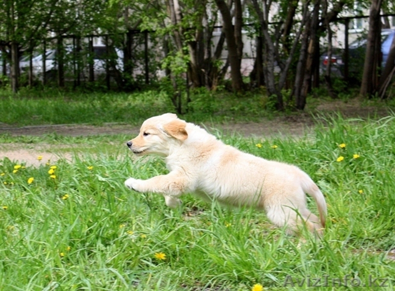 Перспективные щенки золотистого ретривера - Изображение #1, Объявление #910995