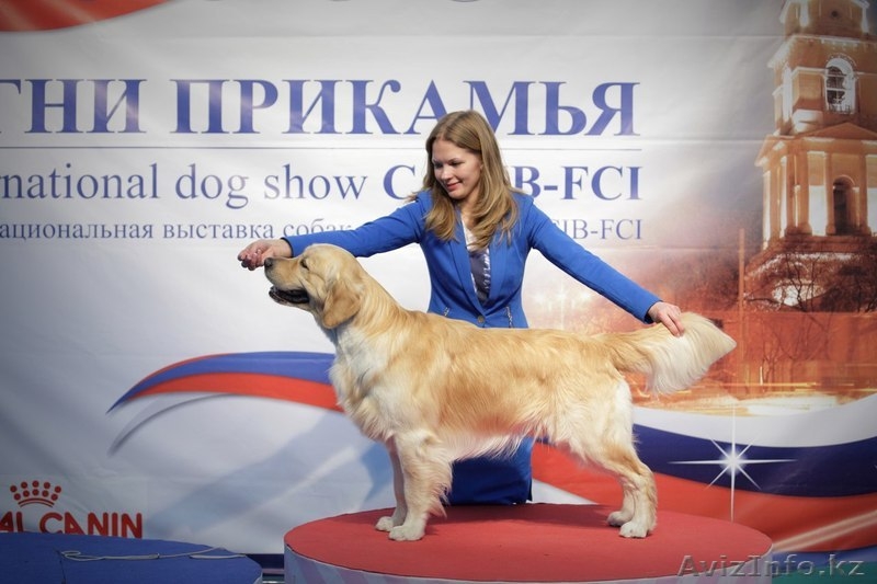 Перспективные щенки золотистого ретривера - Изображение #3, Объявление #910995