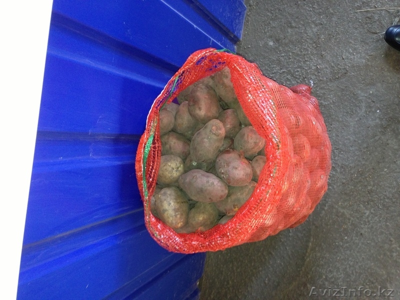 Картофель по 40 тенге - Изображение #2, Объявление #973795