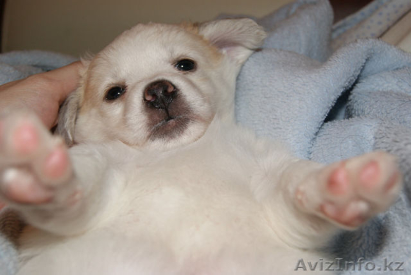 Малышка ищет дом!!!Нужны заботливые и любящие хозяева для щенка - Изображение #4, Объявление #976669
