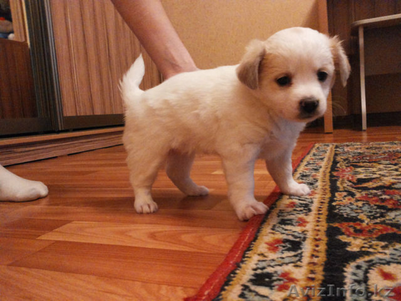 Малышка ищет дом!!!Нужны заботливые и любящие хозяева для щенка - Изображение #2, Объявление #976669