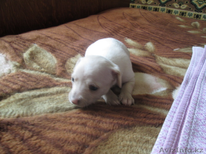 Продам щенков Американского Той-терьера  - Изображение #2, Объявление #982761