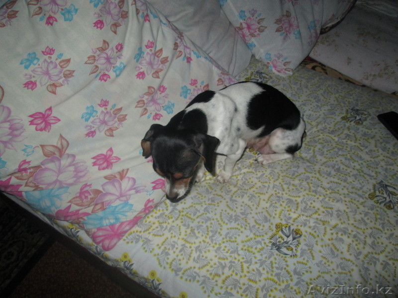 Продам щенков Американского Той-терьера  - Изображение #4, Объявление #982761