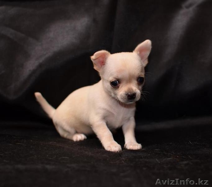 Щенки чихуа-хуа - Изображение #9, Объявление #621526