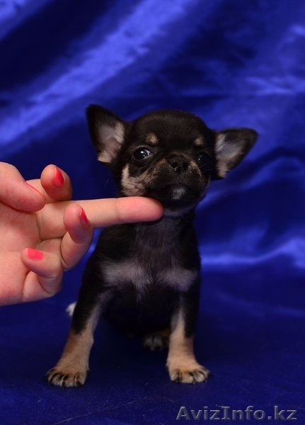 Щенки чихуа-хуа - Изображение #6, Объявление #621526