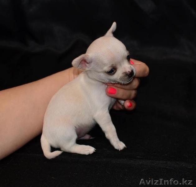 Щенки чихуа-хуа - Изображение #5, Объявление #621526