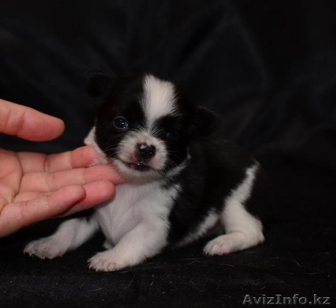 Щенки чихуа-хуа - Изображение #7, Объявление #621526