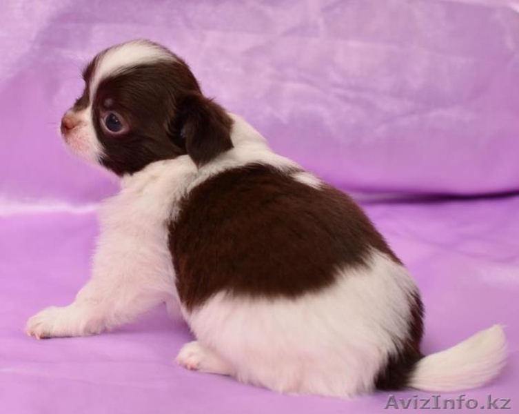 Щенки чихуа-хуа - Изображение #4, Объявление #621526