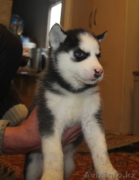 Продаются щенки Сибирской хаски - Изображение #2, Объявление #1035771