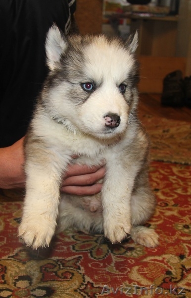 Продаются щенки Сибирской хаски - Изображение #3, Объявление #1035771