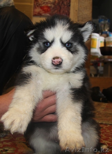 Продаются щенки Сибирской хаски - Изображение #4, Объявление #1035771