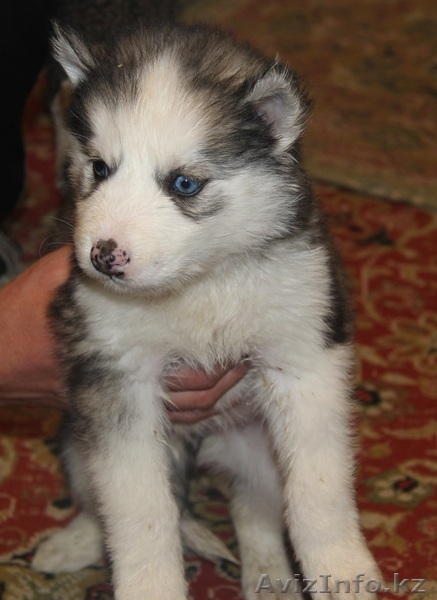 Продаются щенки Сибирской хаски - Изображение #5, Объявление #1035771