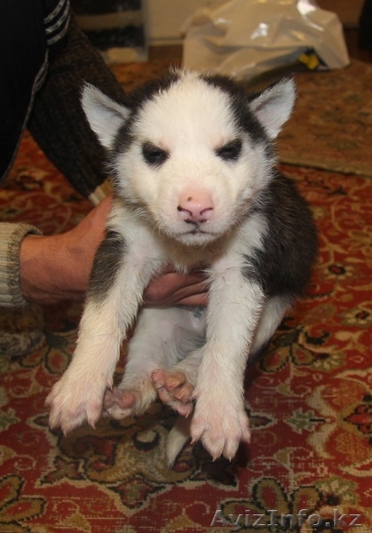 Продаются щенки Сибирской хаски - Изображение #6, Объявление #1035771