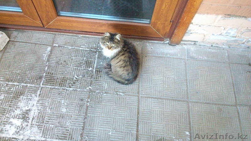 Кошка Герда ищет дом - Изображение #3, Объявление #1055032