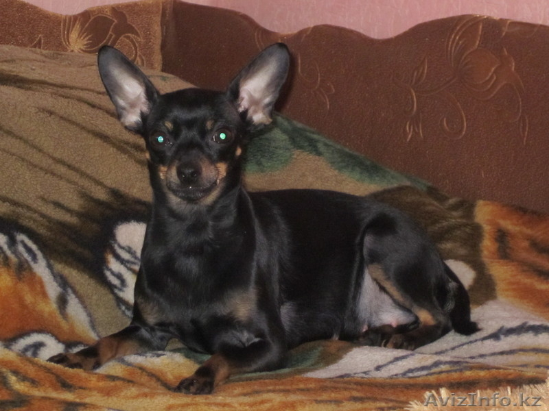 щенки той-терьер! - Изображение #2, Объявление #1053962