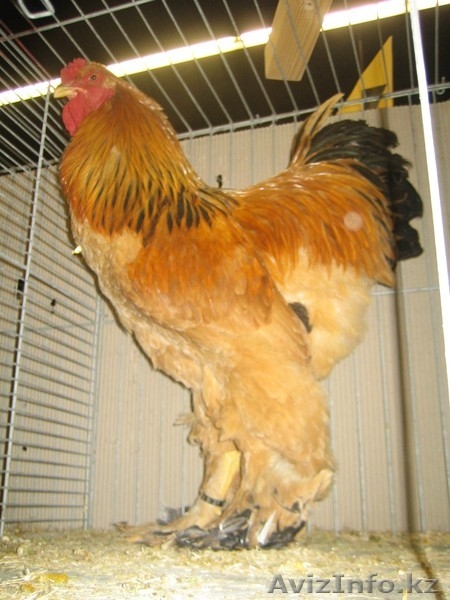 продажа породных цыплят - Изображение #1, Объявление #1078433