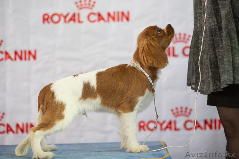 Щенки Кавалер кинг чарльз спаниеля - Изображение #4, Объявление #1127036