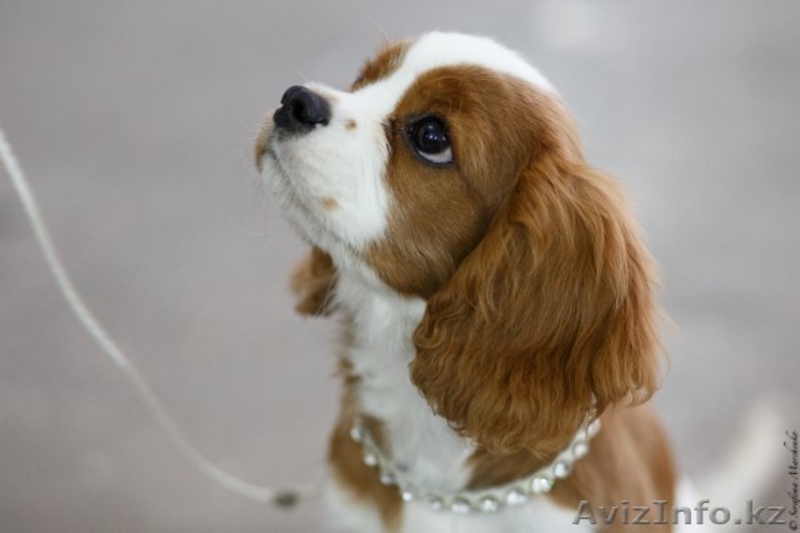 Щенки Кавалер кинг чарльз спаниеля - Изображение #2, Объявление #1127036