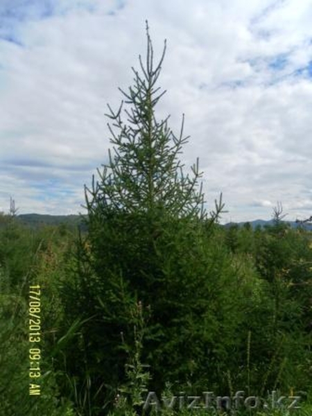 Саженцы ЕЛЬ с комом - Изображение #1, Объявление #1149017