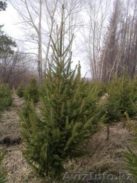 Саженцы ЕЛЬ с комом - Изображение #2, Объявление #1149017