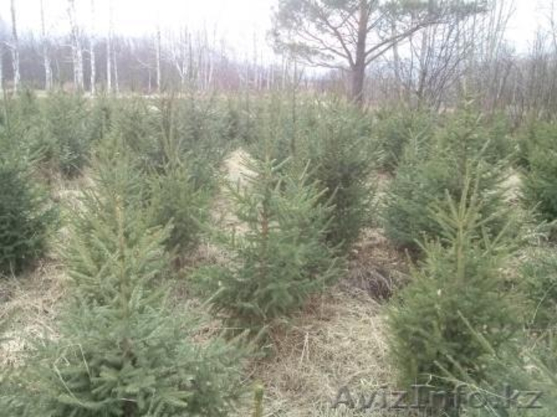 Саженцы ЕЛЬ с комом - Изображение #5, Объявление #1149017