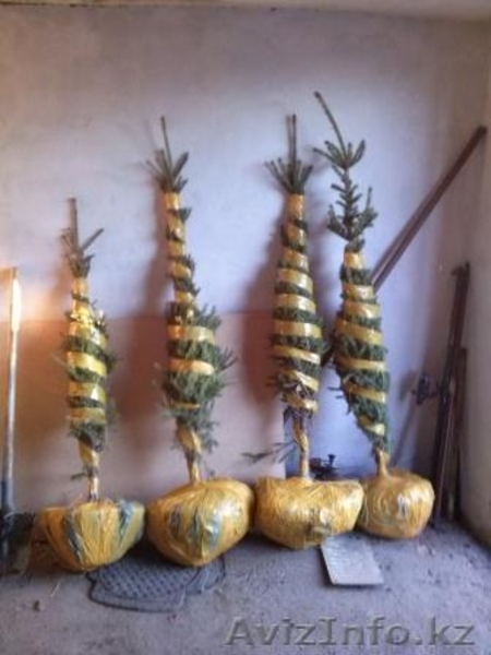 Саженцы ЕЛЬ с комом - Изображение #6, Объявление #1149017