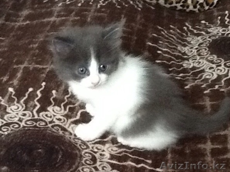 Отдам котят любящим людям из под мамы - Изображение #1, Объявление #1152863