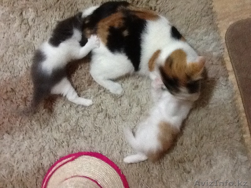 Отдам котят любящим людям из под мамы - Изображение #3, Объявление #1152863
