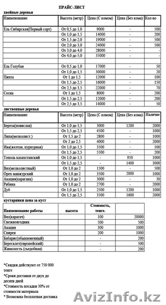 Саженцы ЕЛЬ с комом - Изображение #7, Объявление #1149017