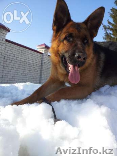 Продам. Щенки немецкой овчарки. - Изображение #1, Объявление #1155005