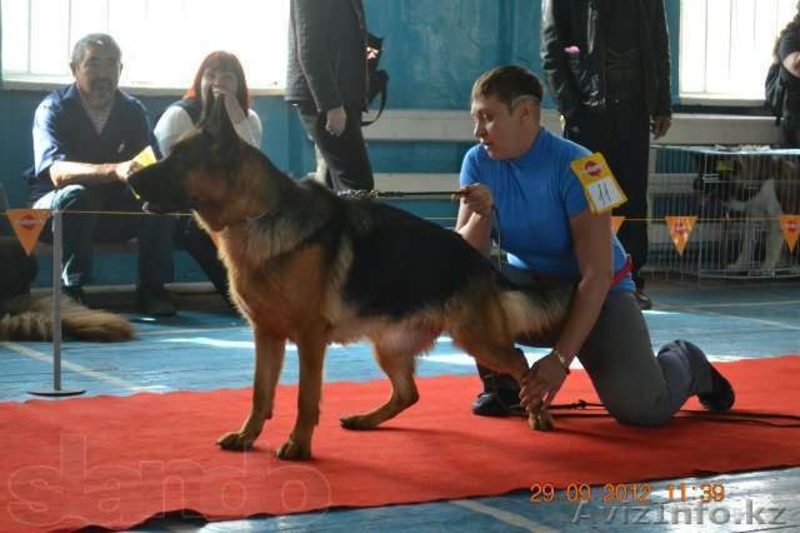 Продам. Щенки немецкой овчарки. - Изображение #2, Объявление #1155005