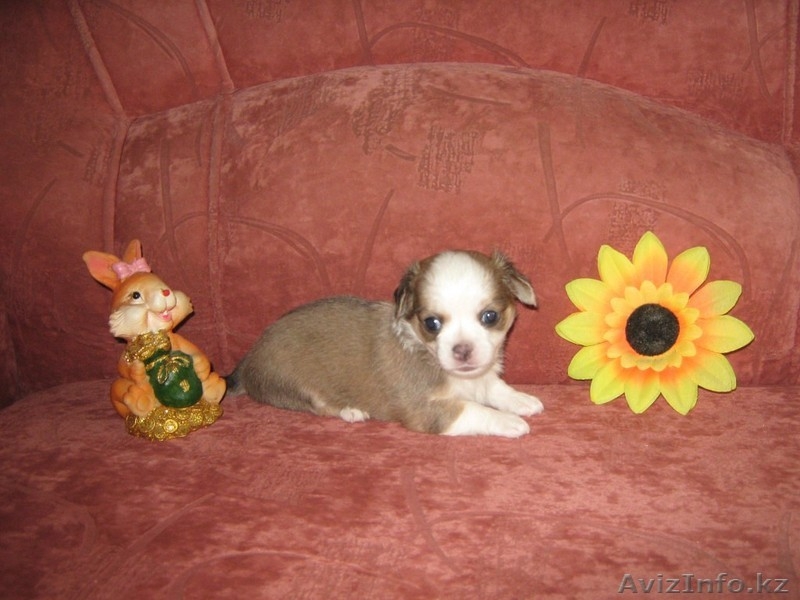 Очаровательные щенки ищут своего заботливого и любещего хозяина - Изображение #2, Объявление #1169674