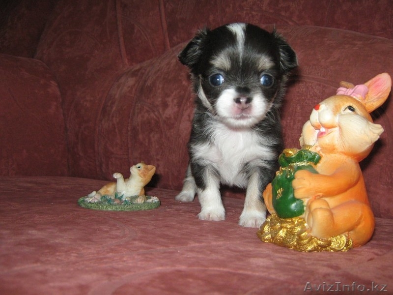 Очаровательные щенки ищут своего заботливого и любещего хозяина - Изображение #3, Объявление #1169674