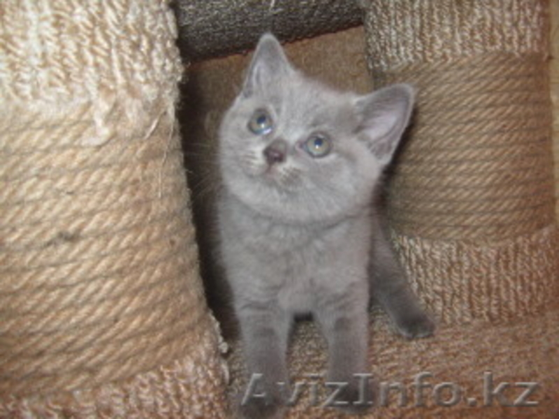 Британские котята с отличной родословной голубого и лилового окраса - Изображение #1, Объявление #1177162