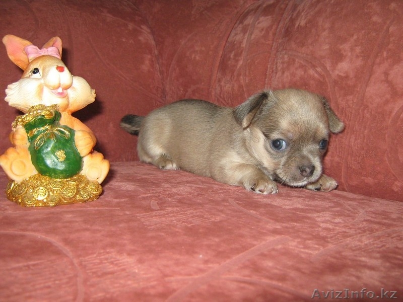 Очаровательные щенки ищут своего заботливого и любещего хозяина - Изображение #1, Объявление #1169674