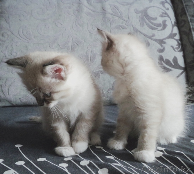 Отдам очень милых котят в хорошие руки - Изображение #1, Объявление #1189383