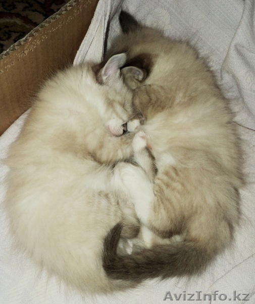 Отдам очень милых котят в хорошие руки - Изображение #2, Объявление #1189383