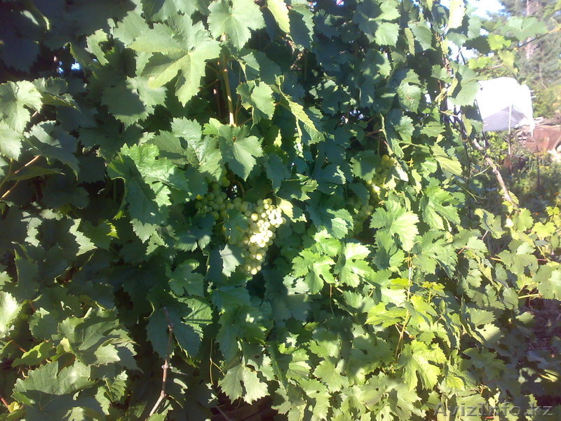 Продам 2-х этажную дачу - Изображение #7, Объявление #1198538