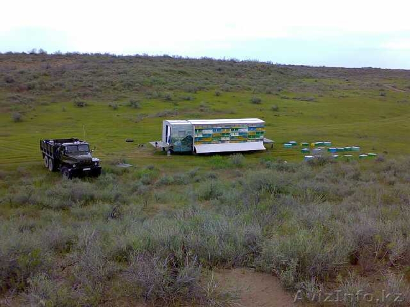 пчелопакеты порода пчел карника карпатская  - Изображение #1, Объявление #1221412