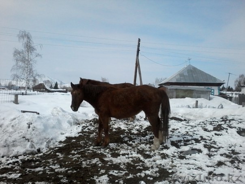 продам лошаде в гЗЫРЯНОВСКЕ - Изображение #1, Объявление #1250139