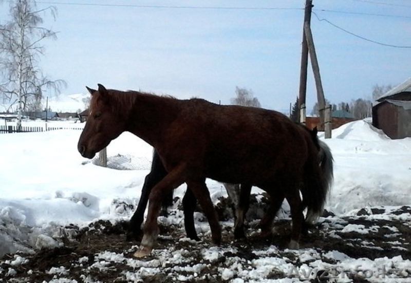 продам лошаде в гЗЫРЯНОВСКЕ - Изображение #2, Объявление #1250139