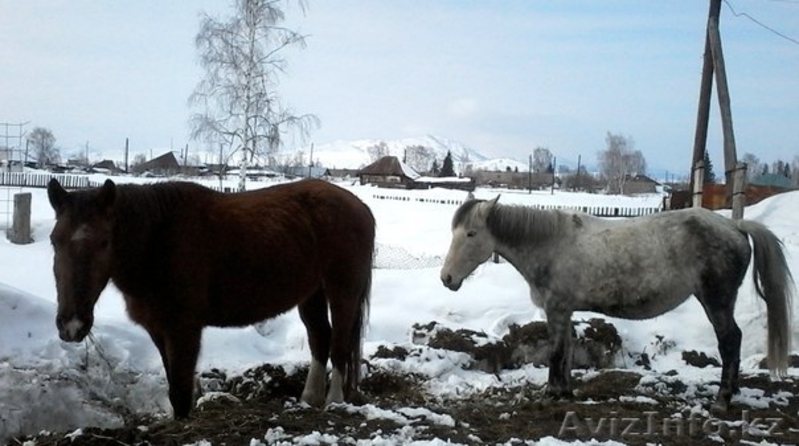 продам лошаде в гЗЫРЯНОВСКЕ - Изображение #4, Объявление #1250139