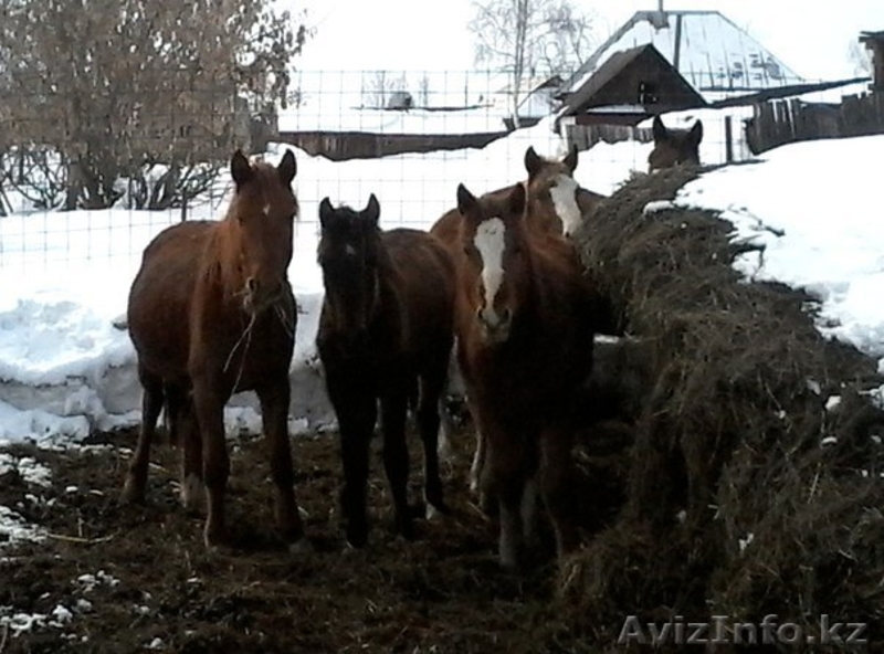 продам лошаде в гЗЫРЯНОВСКЕ - Изображение #5, Объявление #1250139