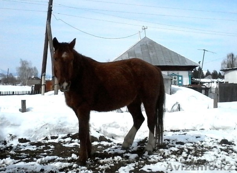 продам лошаде в гЗЫРЯНОВСКЕ - Изображение #6, Объявление #1250139