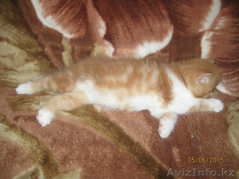 Плюшевые котята экзоты - Изображение #3, Объявление #1273774